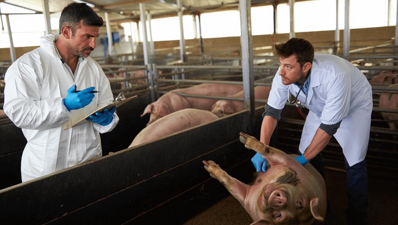 ¿Peligra el solomillo en la cena de Navidad por la peste porcina? Esto es lo que debes saber