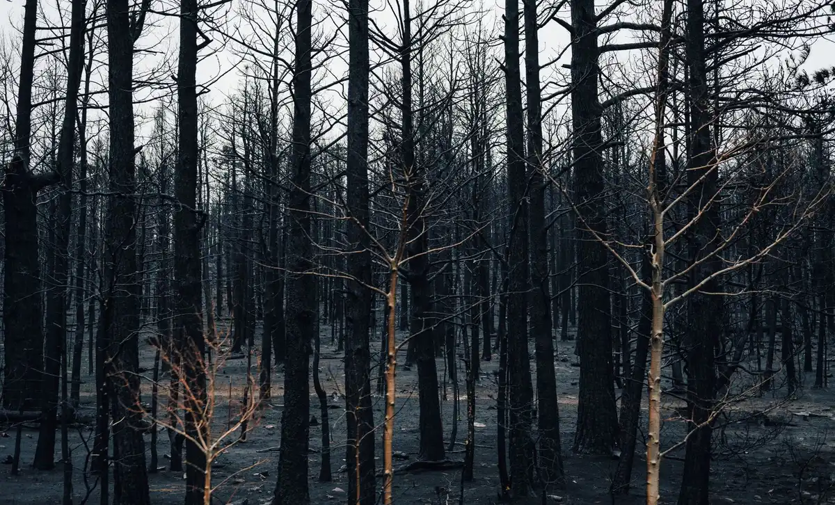 Paisaje forestal afectado por incendios con humo y vegetación quemada
