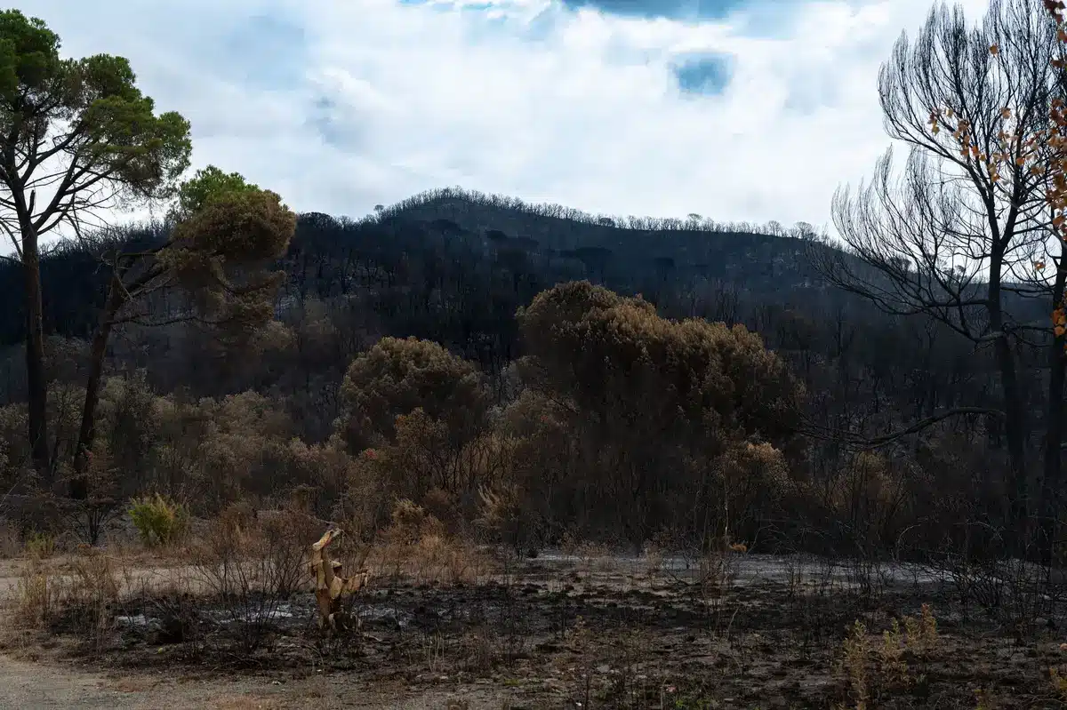 Incendio forestal activo en zona árida con vegetación seca y humo denso.