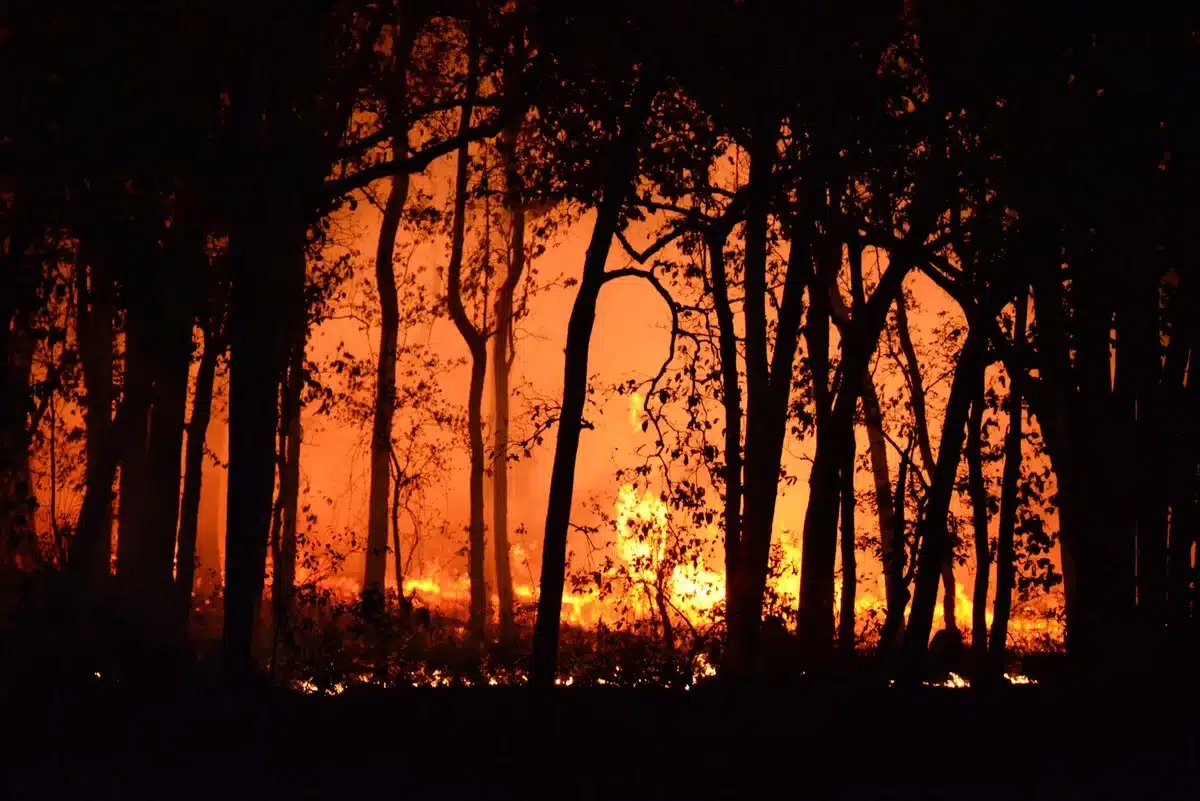 Incendio forestal activo con humo denso y llamas propagándose rápidamente