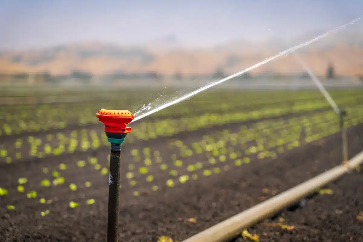 Campo agrícola seco con cultivos afectados por sequía y necesidad de riego suplementario