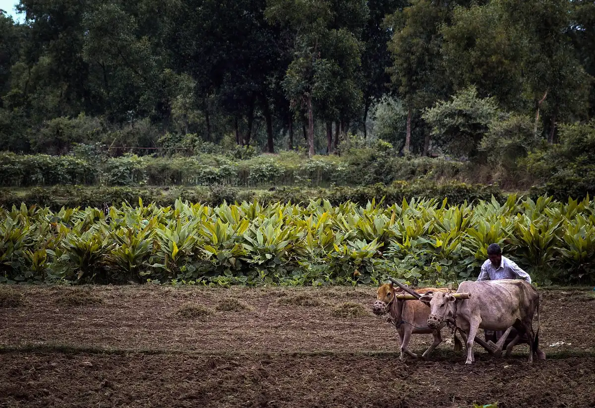 Herramientas agrícolas y olivos que ilustran el aumento de insumos y servicios